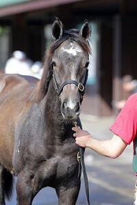 Lot 112 (May Sale 2015). TDunell